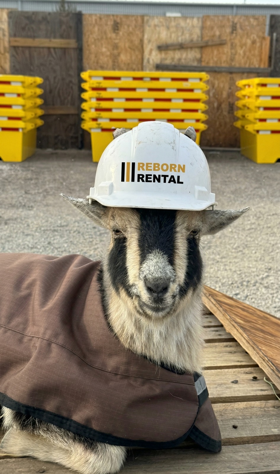 OSHA, Reborn Rental's goat mascot, in a Reborn Rental hard hat in the equipment yard